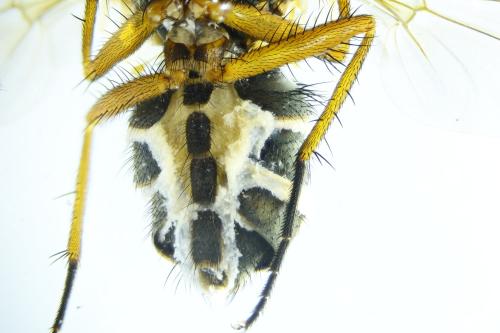 Phaonia tuguriorum